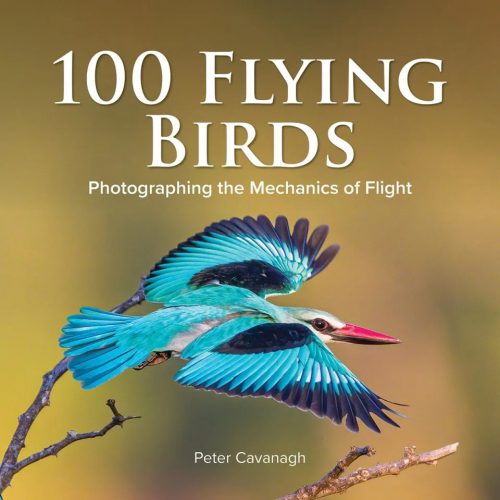 100 Flying Birds: Photographing the Mechanics of Flight