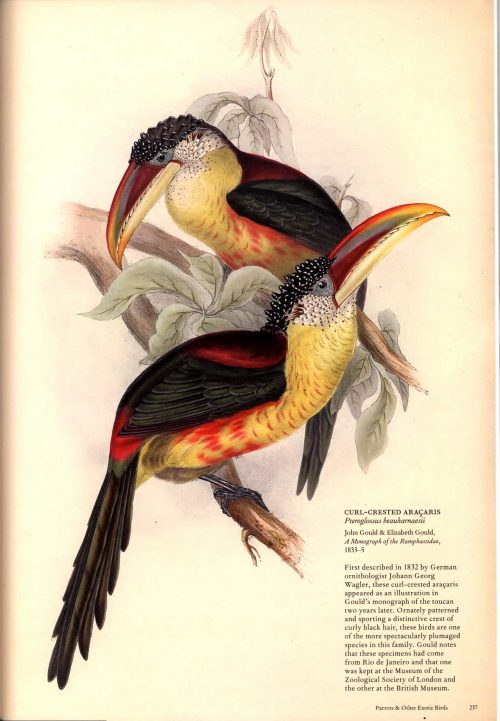 The Bird:  The Great Age of Avian Illustration - Image 4