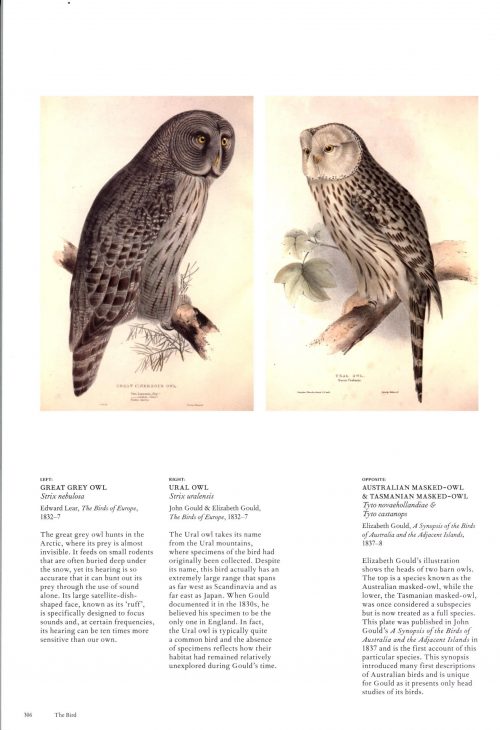 The Bird:  The Great Age of Avian Illustration - Image 3