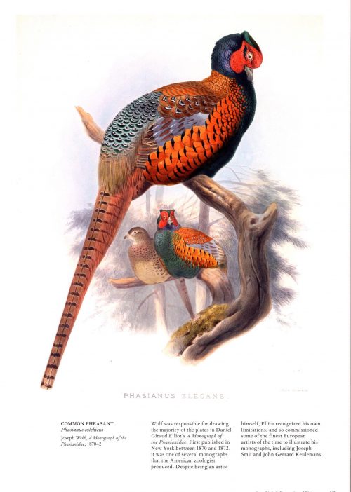 The Bird:  The Great Age of Avian Illustration - Image 5