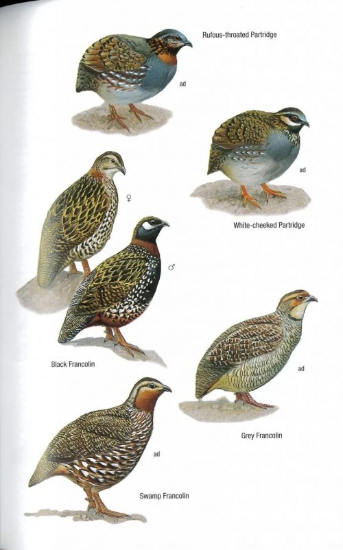 Birds of Bangladesh (Helm Field Guide) - Image 2