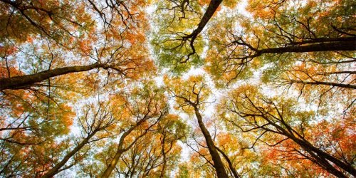 The Life & Love of the Forest - Image 9
