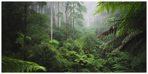 The Life & Love of the Forest - Image 6
