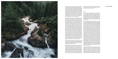 The Life & Love of the Forest - Image 5