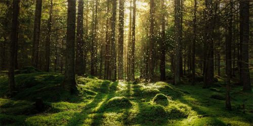 The Life & Love of the Forest - Image 3