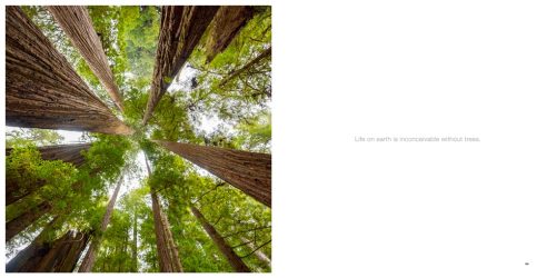 The Life & Love of the Forest - Image 2