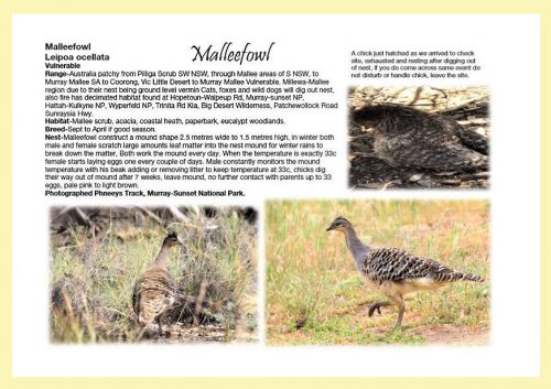 Birds of Millewa-Mallee:  Sunrise to Sunset - Image 4