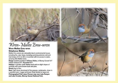 Birds of Millewa-Mallee:  Sunrise to Sunset - Image 3