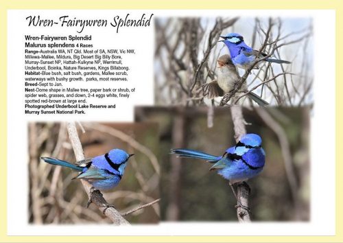Birds of Millewa-Mallee:  Sunrise to Sunset - Image 2
