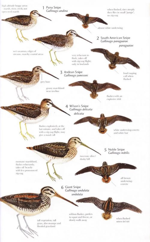Birds of Northern South America, Volume 2: Plates and Maps, An Identification Guide (Helm Field Guide) - Image 3