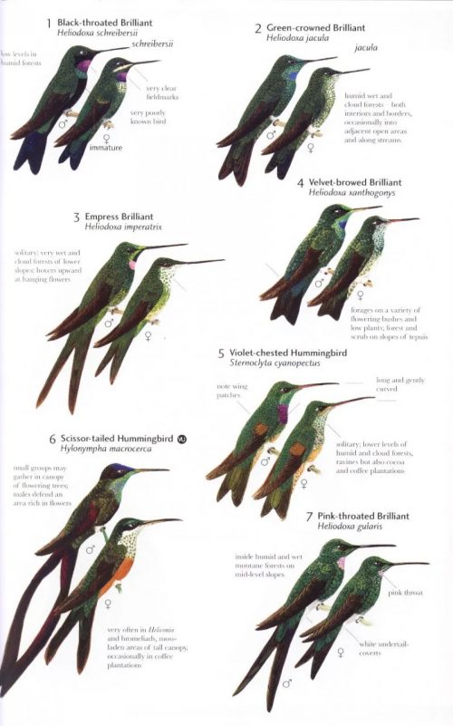 Birds of Northern South America, Volume 2: Plates and Maps, An Identification Guide (Helm Field Guide) - Image 2