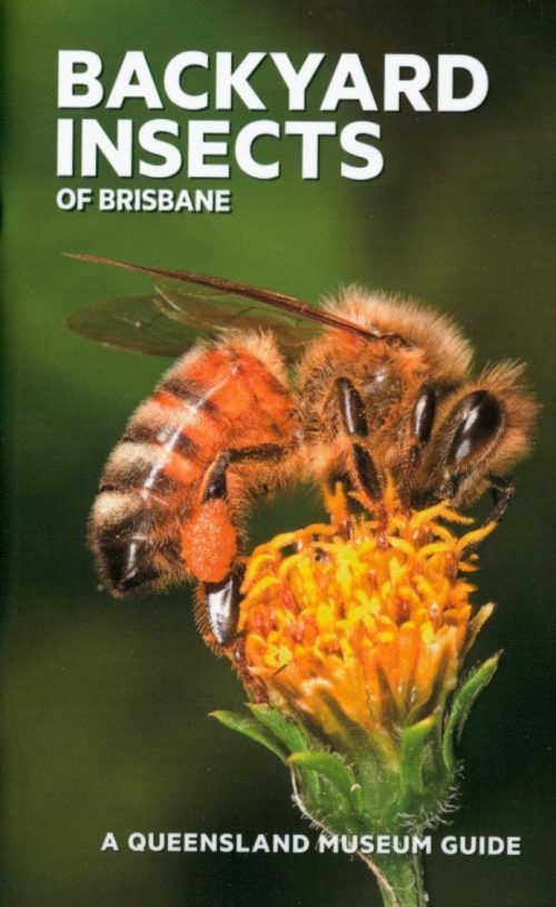 Backyard Insects of Brisbane