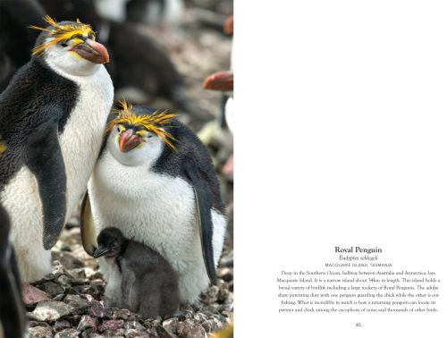 Australian Birds in Pictures (Compact Edition) - Image 6
