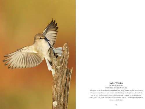 Australian Birds in Pictures (Compact Edition) - Image 3