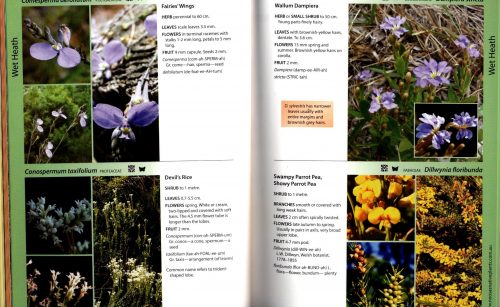Noosa's Native Plants (Fourth Edition) - Image 4