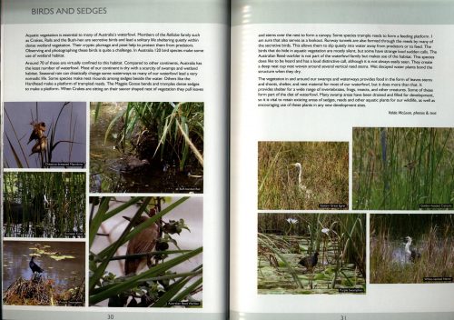 Sedges, Rushes & Restiads of the Noosa Biosphere Reserve and Surrounding Regions - Image 4