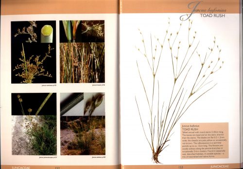 Sedges, Rushes & Restiads of the Noosa Biosphere Reserve and Surrounding Regions - Image 2