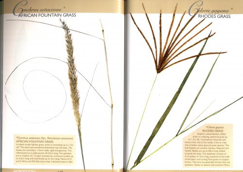 Grasses:  Native & Introduced Grasses of the Noosa Biosphere Reserve & Surrounding Regions (Second Edition) - Image 3