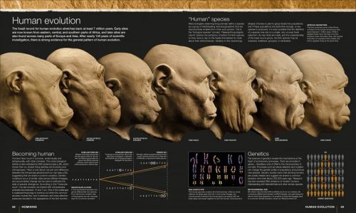 Evolution: The Human Story - Image 3
