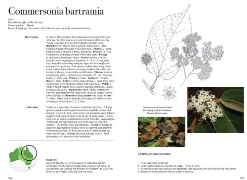 Lantern Bushes of Australia; Thomasias & Allied Genera: A Field and Horticultural Guide - Image 5