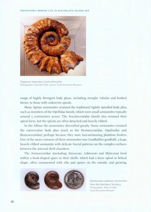 Prehistoric Marine Life in Australia's Inland Sea - Image 2