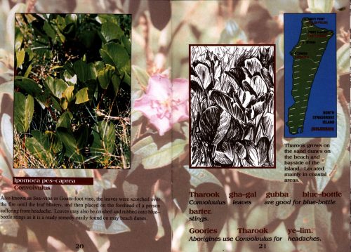 Plants: Bush Tucker, Medicinal, and other Uses of Minjerriba - Image 2