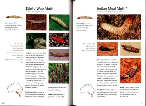 Caterpillars, Moths and Their Plants: of Southern Australia - Image 4