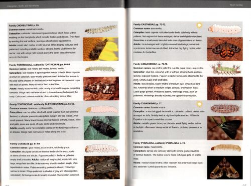 Caterpillars, Moths and Their Plants: of Southern Australia - Image 3