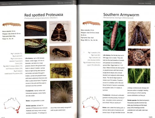 Caterpillars, Moths and Their Plants: of Southern Australia - Image 2