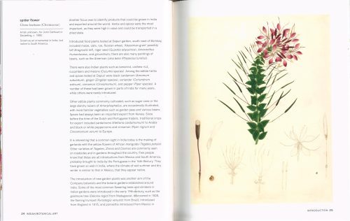 Indian Botanical Art: An Illustrated History - Image 2
