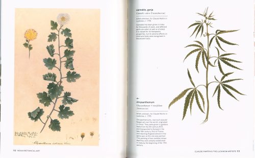 Indian Botanical Art: An Illustrated History - Image 3