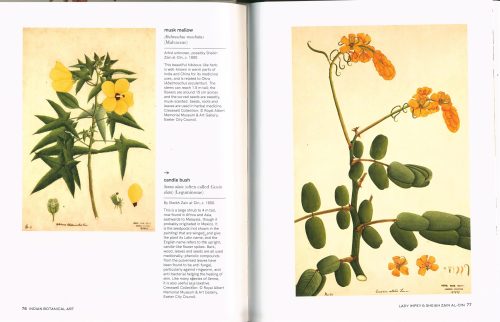 Indian Botanical Art: An Illustrated History - Image 4