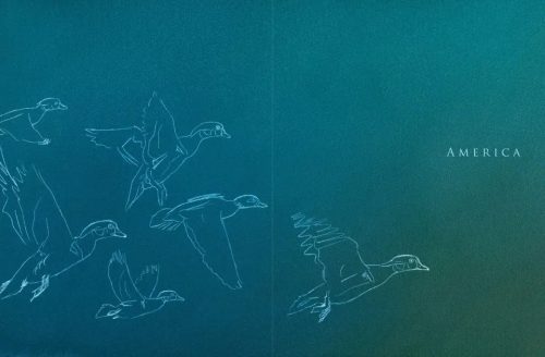 A Brush with Birds: Paintings and Stories from the Wild - Image 3