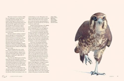 A Brush with Birds: Paintings and Stories from the Wild - Image 6