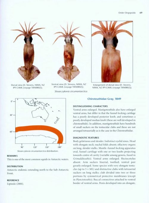 Cephalopods of Australia and Sub-Antarctic Territories - Image 2