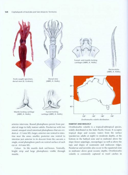 Cephalopods of Australia and Sub-Antarctic Territories - Image 3