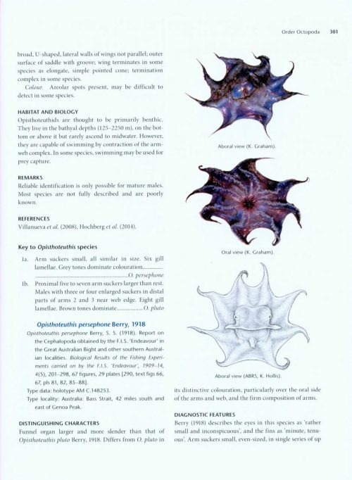 Cephalopods of Australia and Sub-Antarctic Territories - Image 4