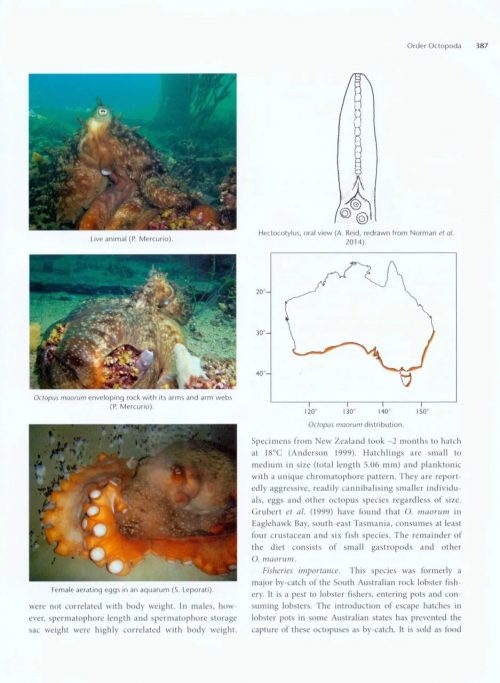 Cephalopods of Australia and Sub-Antarctic Territories - Image 5