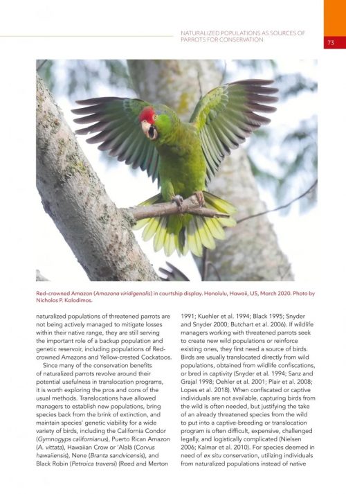 Naturalized Parrots of the World: Distribution, Ecology, and Impacts of the World's Most Colorful Colonizers - Image 5