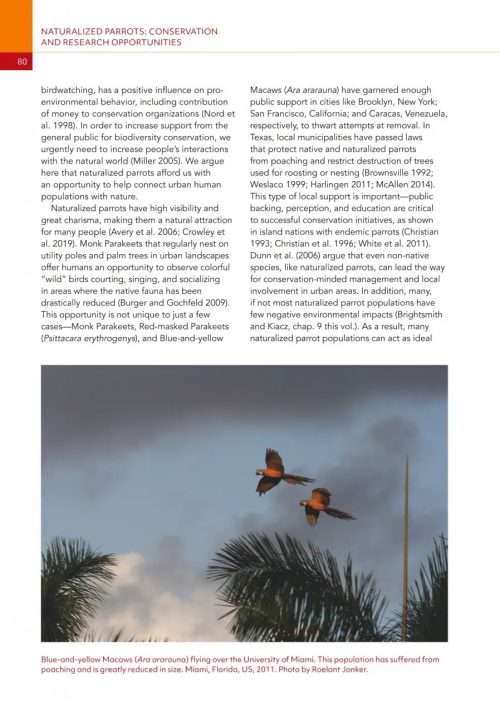Naturalized Parrots of the World: Distribution, Ecology, and Impacts of the World's Most Colorful Colonizers - Image 6