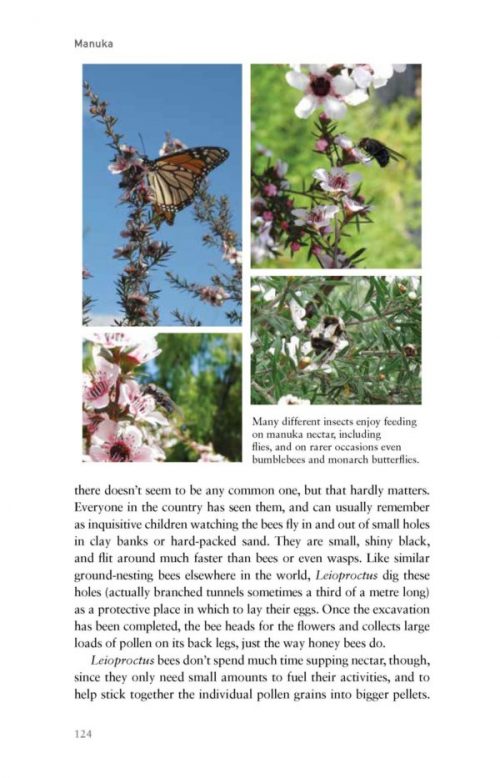 Manuka: The Biography of an Extraordinary  Honey - Image 2