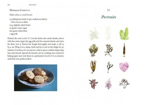 The Seaweed Collector's Handbook: From Purple Laver to Peacock’s Tail - Image 6