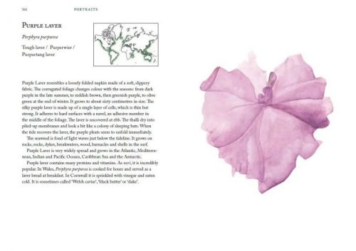 The Seaweed Collector's Handbook: From Purple Laver to Peacock’s Tail - Image 4