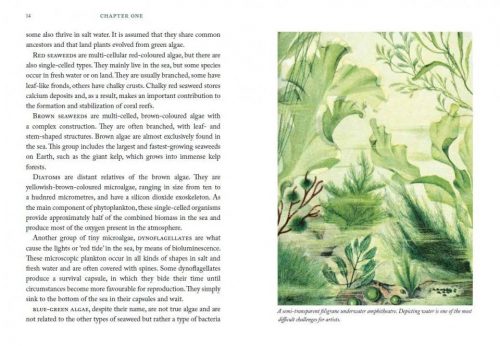 The Seaweed Collector's Handbook: From Purple Laver to Peacock’s Tail - Image 3