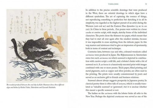 The Seaweed Collector's Handbook: From Purple Laver to Peacock’s Tail - Image 2