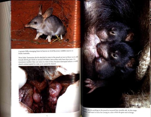 Platypus Matters: The Extraordinary Lives of Australian Mammals - Image 2