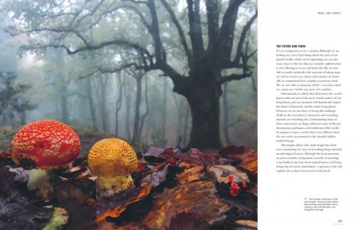 The Lives of Fungi: A Natural History of Our Planet's Decomposers - Image 6