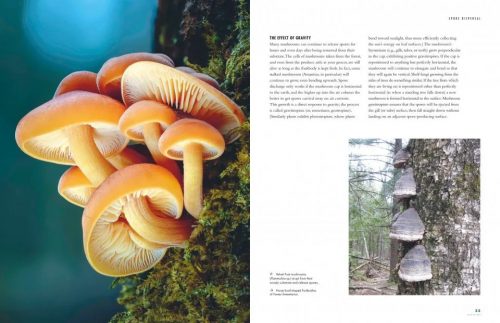 The Lives of Fungi: A Natural History of Our Planet's Decomposers - Image 2