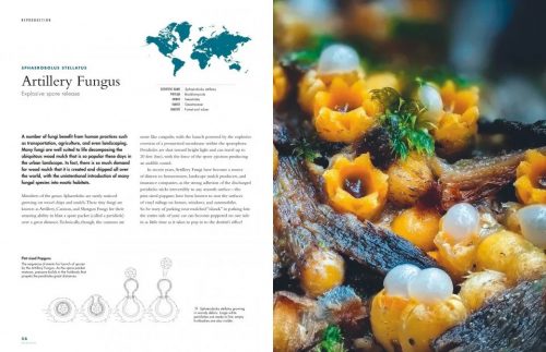 The Lives of Fungi: A Natural History of Our Planet's Decomposers - Image 4