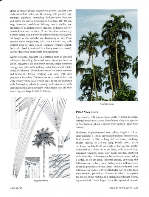 Trees of New Guinea - Image 5